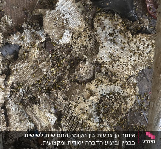 קן צרעות עם דבורים על רצפה מלוכלכת